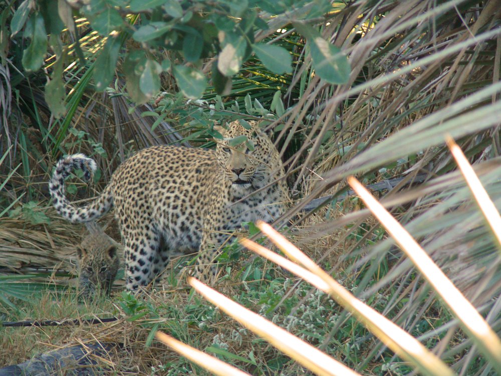Leopard.jpg