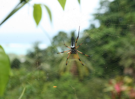 Spinne.jpg