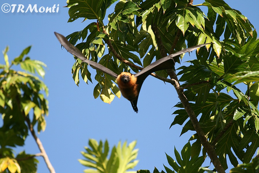 Bats.jpg