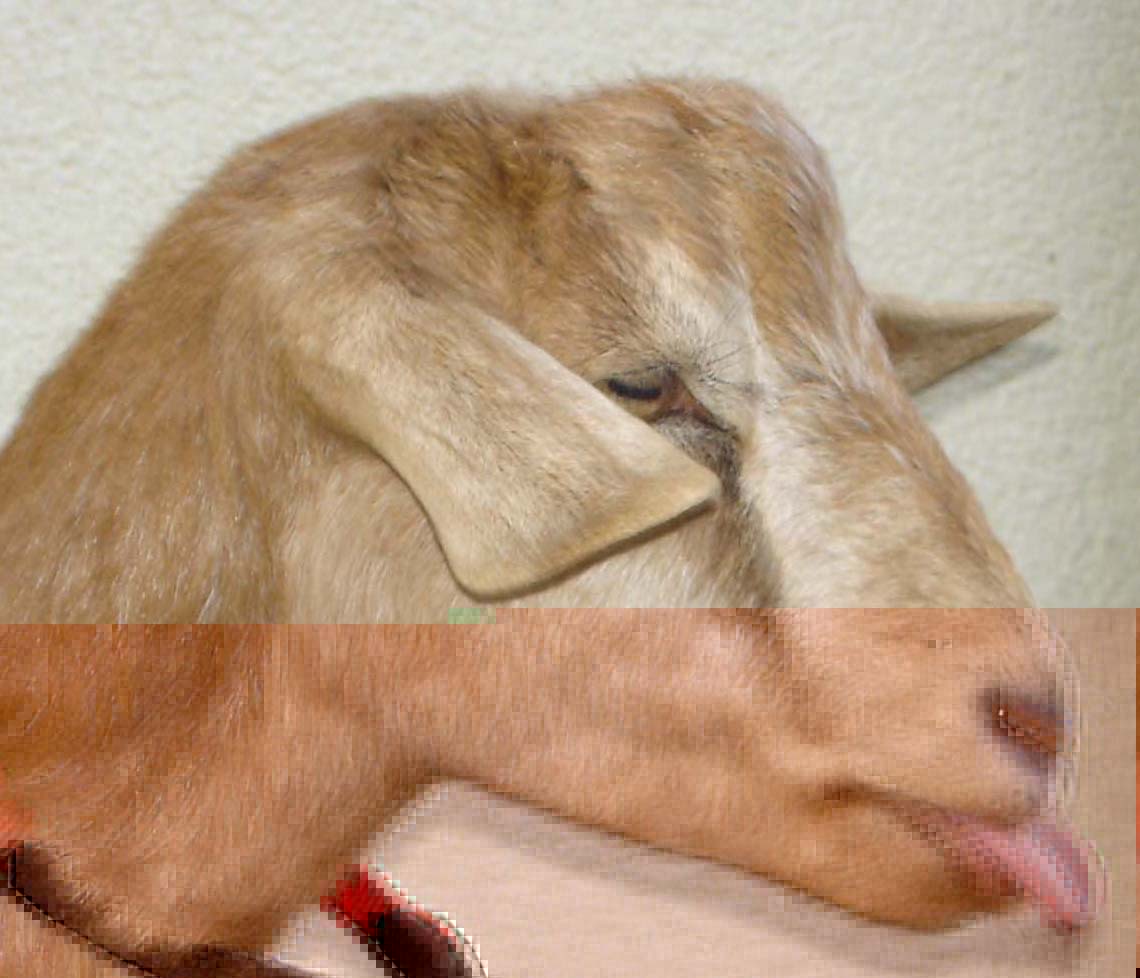 Cleo1.jpg